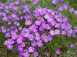 Image result for Nierembergia hippomanica