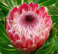 King protea national flower of south africa 39 South Africa Proteas Ideas Africa Flowers Protea Flower