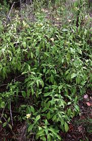 Image result for Barleria randii