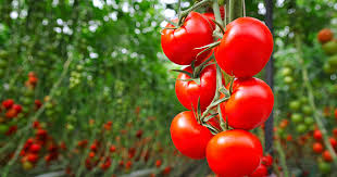 for example, you can grow lettuce, tomatoes and carrots together in tight spaces. How To Grow Tomatoes Indoors Purewow