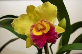 Cattleya Corsage Orchid