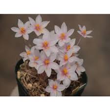 Image result for Ornithoglossum viride