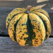 Image result for carnival acorn squash