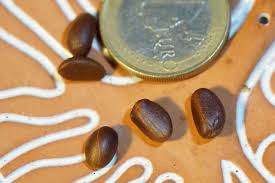 Image result for Diospyros lycioides