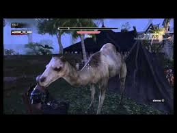 Welcome to the guild profile of the camel smugglers! The Elder Scrolls Online When A Arab See His First Camel Youtube