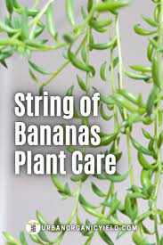 Pin On Succulent Air Plant Gardening
