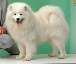 Das könnte dazu verleiten, einen schlittenhund als reines renommierstück zu kaufen . und ihn anstelle einer bodenvase in den hausflur zu setzen. Samojede Vdh Rasselexikon 2021