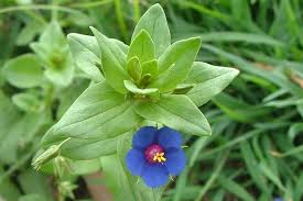 Image result for Lysimachia arvensis
