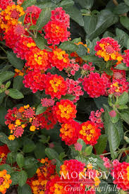 Image result for Lantana viburnoides