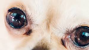 10.05.2019 · comments for puppy has cloudy eyes. Bulging Eyes In Dogs When Your Dog S Bulging Eyes Are Not Normal