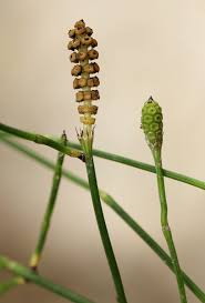 Image result for Equisetum ramosissimum