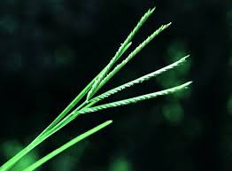 Image result for Eleusine kigeziensis