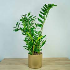 Image result for Zamiokulkas Zamioculcas