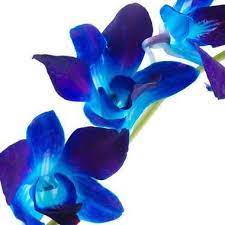 Image Result For Blue Raspberry Orchid Images Blue Dendrobium Orchids Purple Orchids Orchids