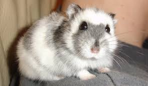 My tiny dwarf hamster is back again. Everything About The Winter White Hamster And More