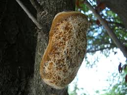 Image result for Phellinus pomaceus