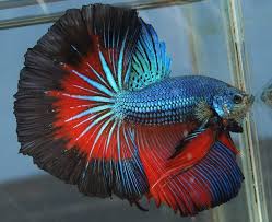 The Siamese Fighting Fish Also Known As Betta Is A Popular Species Of Freshwater Aquarium Fish Description Betta Fish Types Betta Fish Siamese Fighting Fish