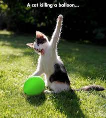 Die Balloon Die Weird Animals Crazy Cats Cute Animals
