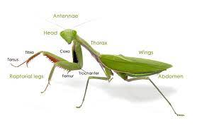 The insect body has three main parts. Australian Praying Mantises Minibeast Wildlife Praying Mantis Vacation Bible Pray
