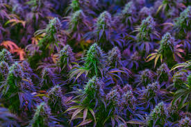 How long does it take for a fim plant to grow? Can You Top Autoflowers Topping Cannabis Plants Maximizes By Fast Buds Team Medium