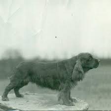 Image result for sussex španěl