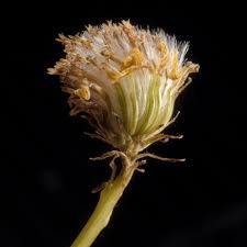 Image result for Senecio cryphiactis