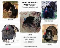 5 Wild Turkey Species Native To North America Photos Wild Turkey North America Turkey Hunting