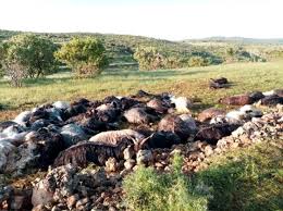 Mardin De Yildirim Dustu Hayvan Otlatan Ramazan Oldu Kardesi Agir Yarali Sanal Basin