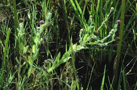 Image result for Sphaeranthus gazaensis