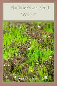 Planting Grass Seed Stop Doing It The Wrong Way Bees And Roses Planting Grass Seed Planting Grass Grass Seed