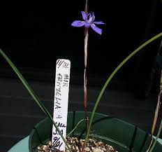 Image result for Moraea simulans