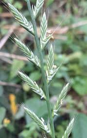 Image result for Lolium multiflorum