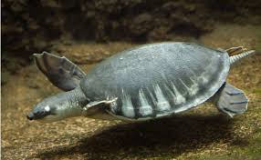 スッポンモドキとは 生態と特徴 飼育方法を紹介 水槽の大きさや値段はどのくらい woriver カブトニオイガメ スジエビ カメ