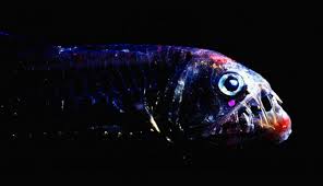 Umpan ikan adalah salah satu faktor utama atau peran penting dalam mancing di tengah laut. Tidak Lagi Buta Warna Ikan Yang Hidup Di Laut Dalam Sudah Bisa Melihat