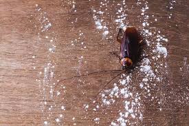 Don't leave trash, food waste, or other garbage inside or uncovered for too long. The Ultimate Guide To Getting Rid Of German Roaches