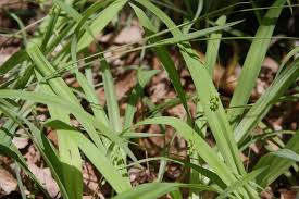 Image result for Scleria laxiflora