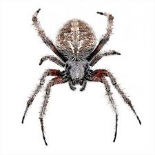 Orb (oriented fast and rotated brief)¶. Orb Weaver Spider Identification Habits Behavior Ehrlich Pest Control