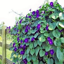 Image result for Ipomoea papilio