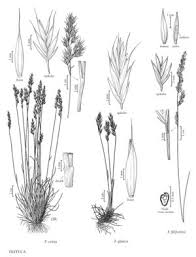 Image result for Festuca