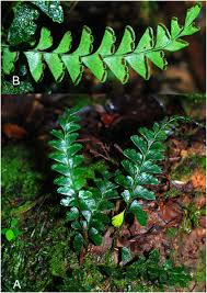 Image result for Lindsaeaceae