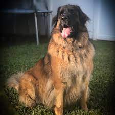 Toggle navigation puppies for sale ontario. Leonberger Dog Breed Price Range In Ontario Canada Hubpages