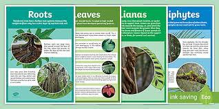 2.lianas or woody climbing habits in plants is very. What Plants Grow In The Rainforest Display Poster Twinkl