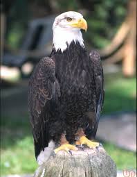 Hanya di resize tanpa editan sama sekali, kami tampilkan jarak dekat sehingga anda bisa melihat tanpa ada yang di sembunyikan kekurangan dan kelebihannya. 7700 Koleksi Gambar Burung Rajawali Paling Bagus Hd Terbaru Gambar Hewan