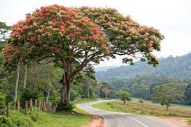 Image result for Dipterocarpaceae