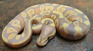Pin On All New Snakes