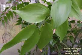 Image result for Schizocarphus nervosus