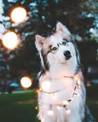 Dizem Que 7 E Um Numero De Sorte Entao Veja 7 Caes Que Literalmente Vao Iluminar Seu Dia E Te Trazer Alegria Dog Animals Cute Animals E Dogs