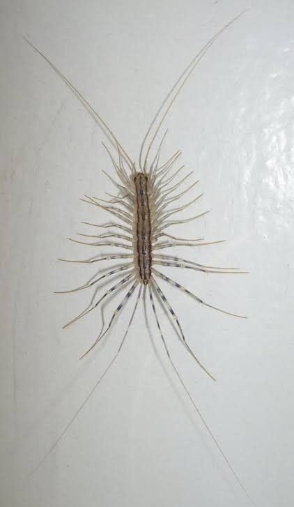 House centipedes are allies in home pest control | CAES Field Report