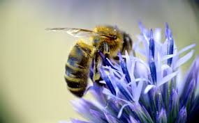 Check spelling or type a new query. What S In A Honey Bee S Diet