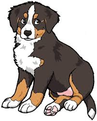 403 Forbidden Dog Drawing Cartoon Dog Bernese Mountain Dog